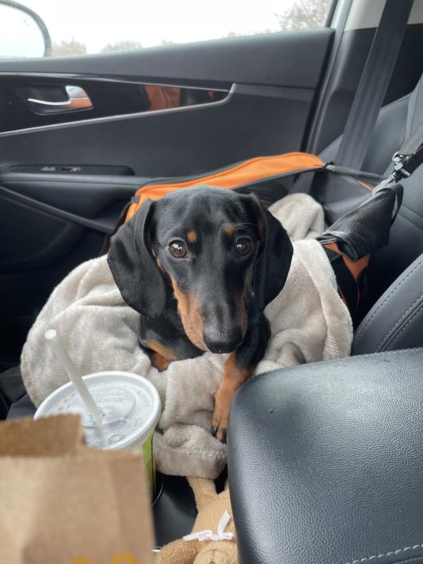 Daisy in her new car seat.