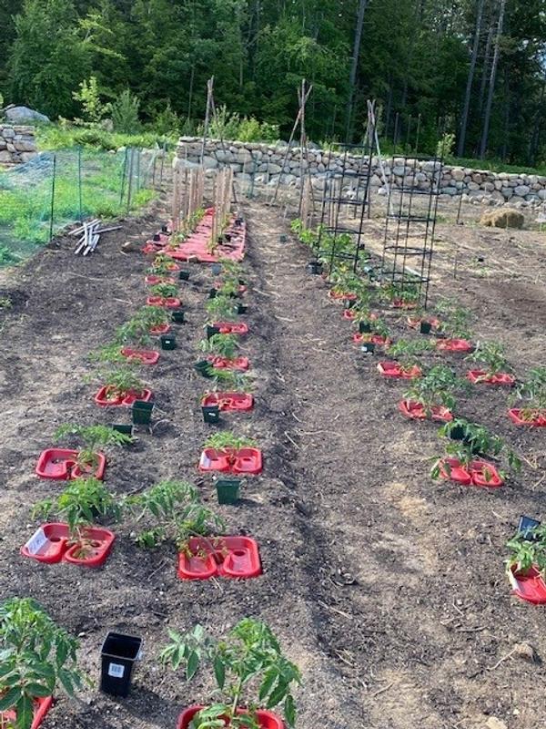 Initial efforts to stake tomato plants.