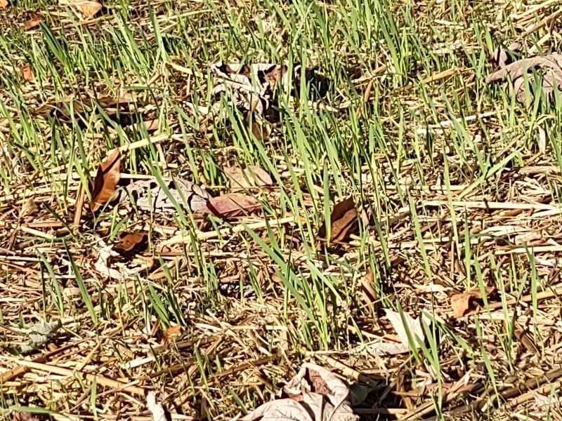 New grass coming up