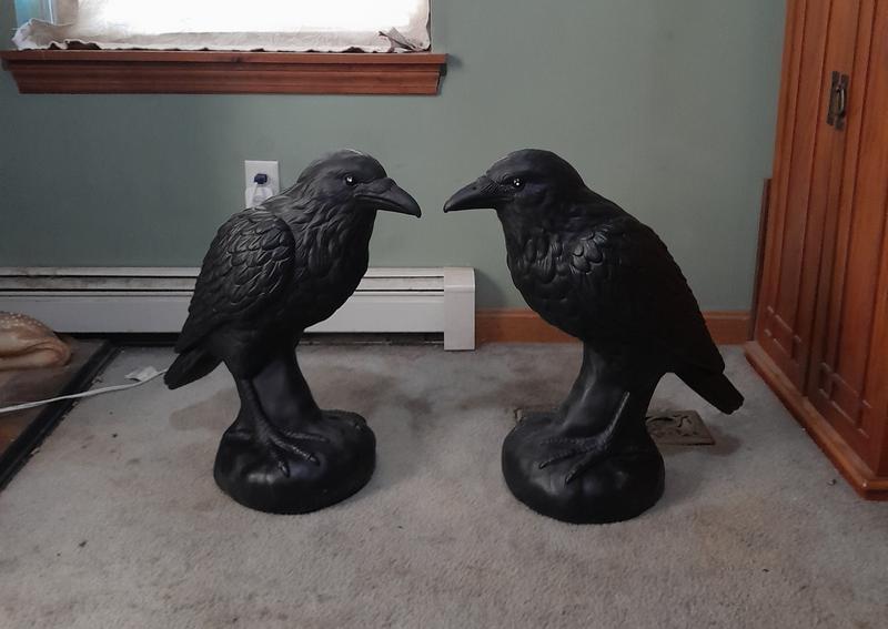 My Ravens