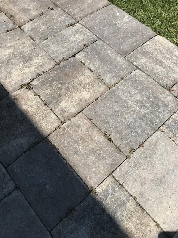 Weeds still alive after 4 days