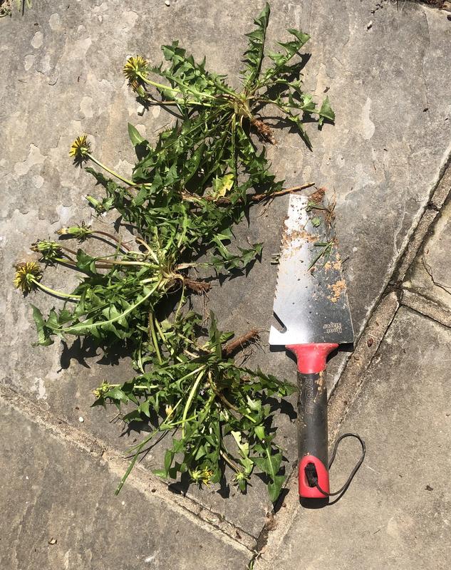 Root Slayer! By Radius