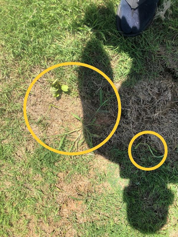 Has some effect on crabgrass, but probably won’t kill it