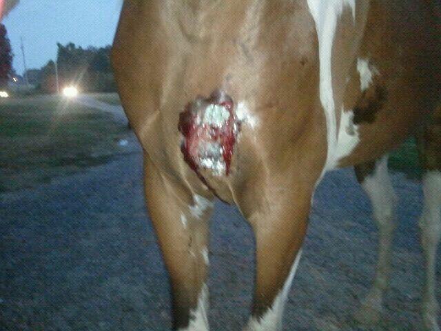 T-Post Wound on Horse