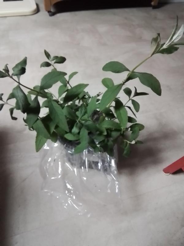 Honeycomb Buddelia plant