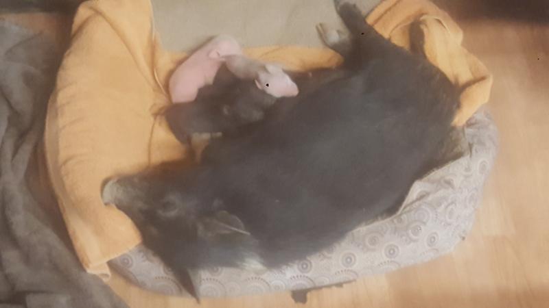 MAMA PIG WITH HER BABIES