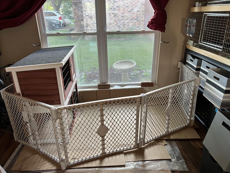 Our indoor set up. Will move outdoors after heat wave. :)