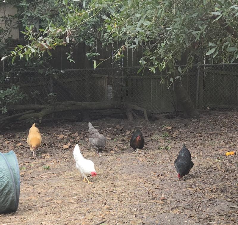 My backyard chickens