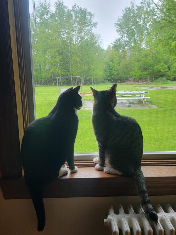My well fed boys