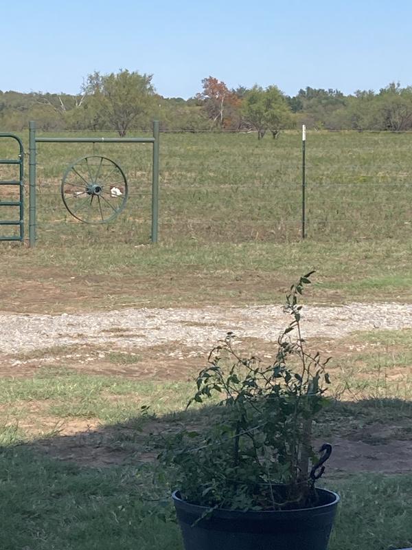 Great for entrance fencing too