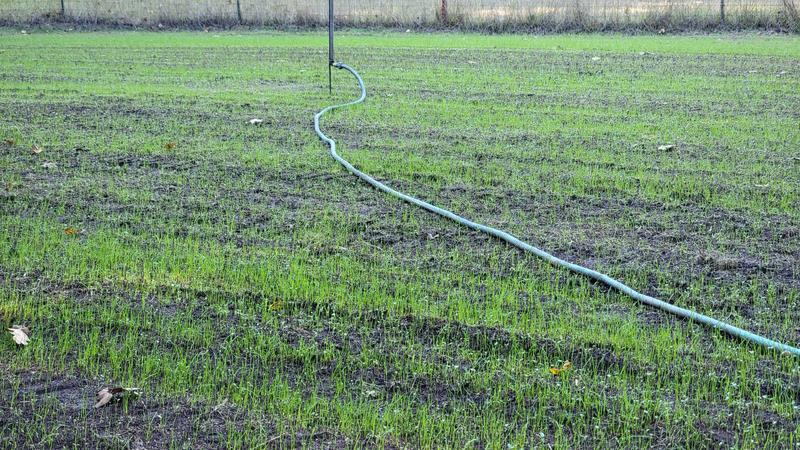 5 days after seeding