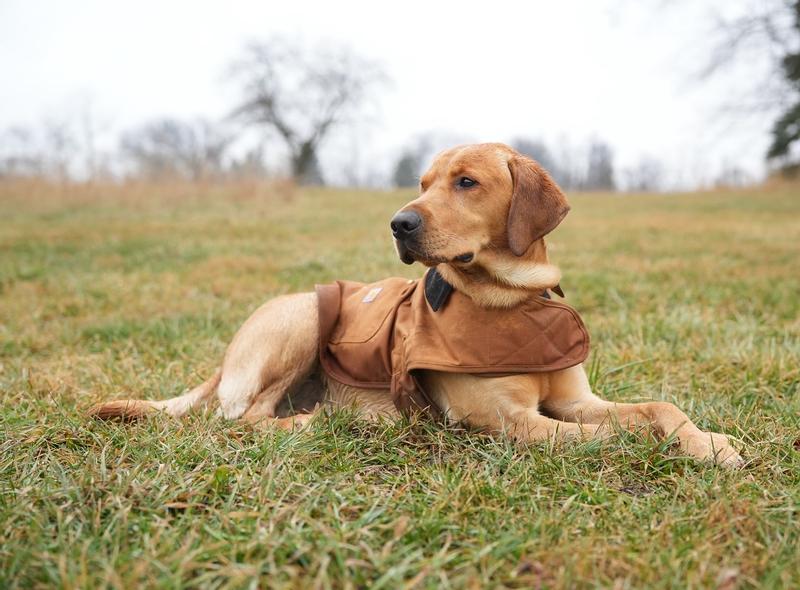 We may have been able to get away with a medium because the straps have a lot of length