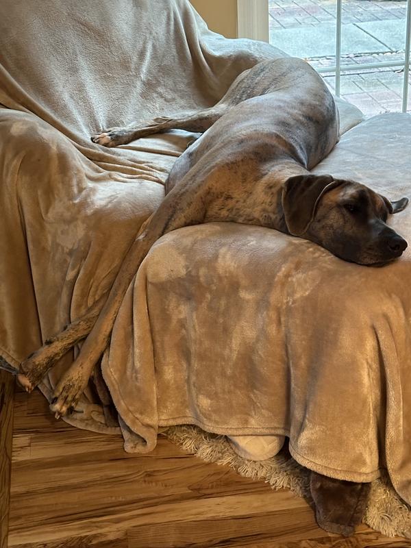 Sasha relaxing after a satisfying meal of her Favority, Victor Dog Food "HERO"