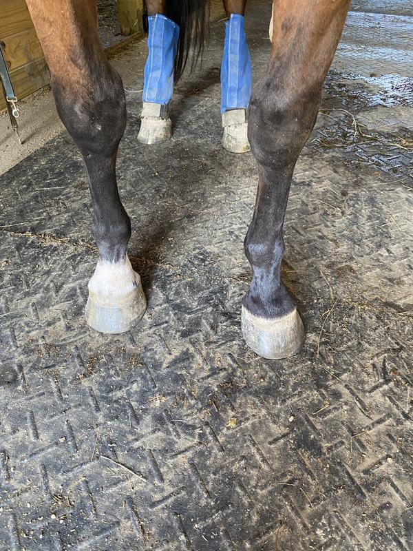 My horse’s feet