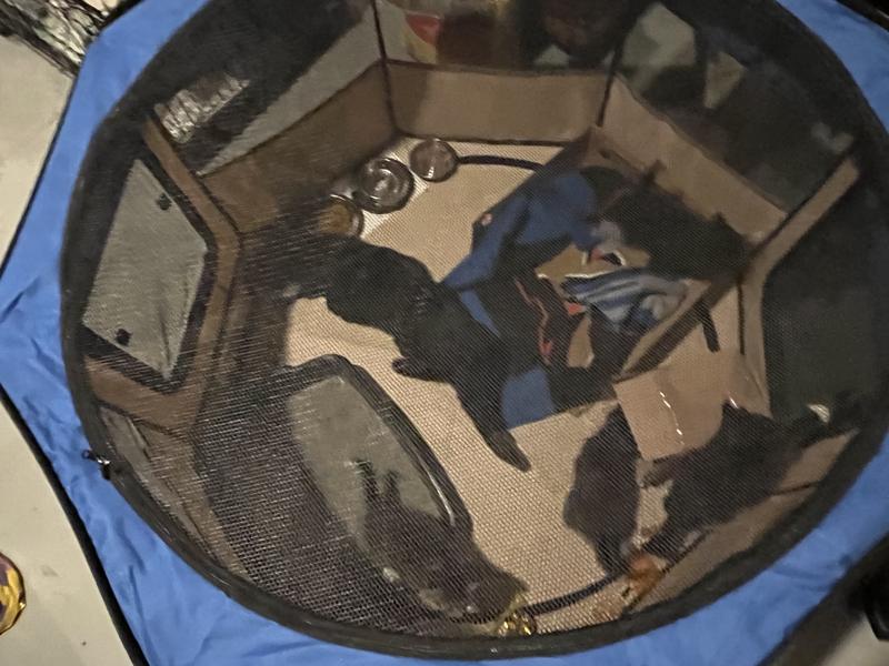 Plenty of room for mom, kittens, litterbox, food, water & play area.