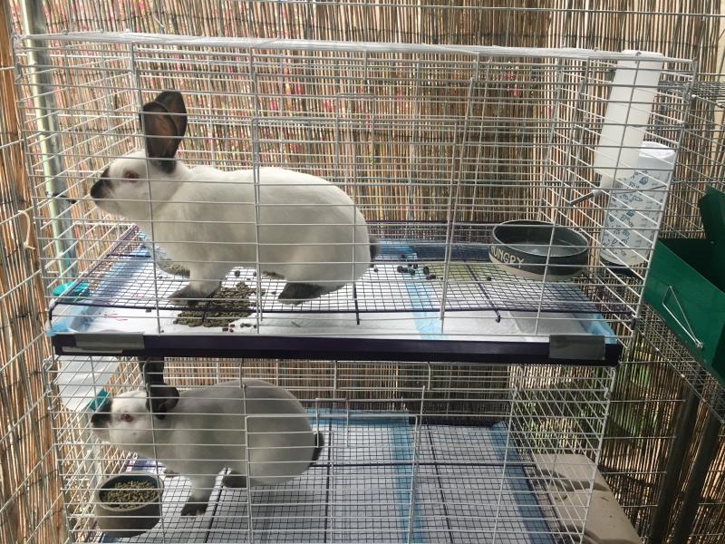 MidWest Homes for Pets Wabbitat Rabbit Cage, 19 in. x 37 in. at Tractor ...