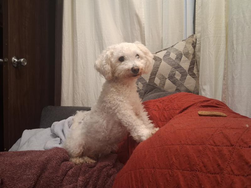 Guarding his biscuit