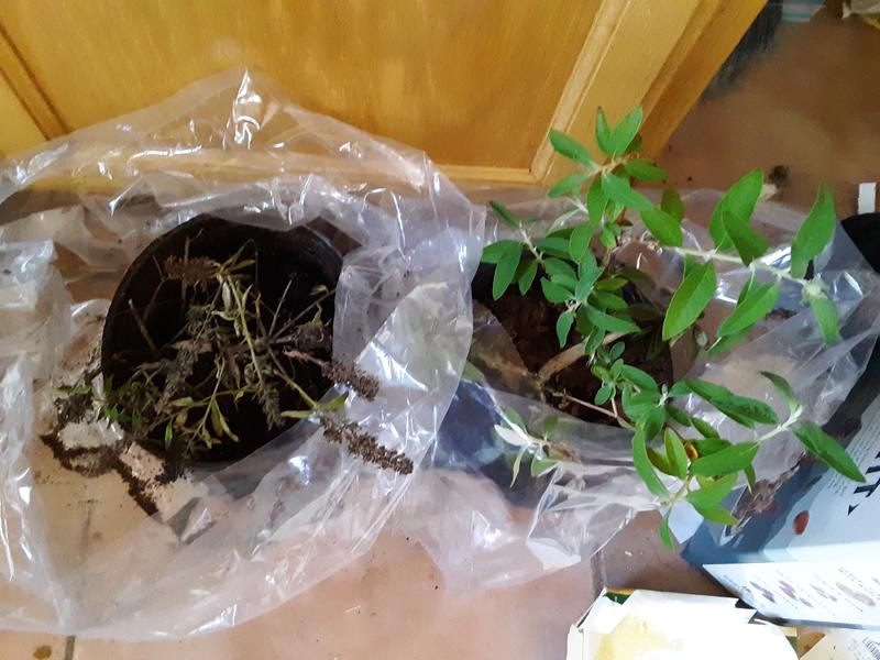 Luckier than the poor Black Knight on the left!