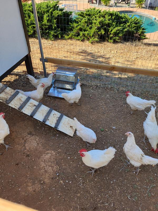 After install happy birds.