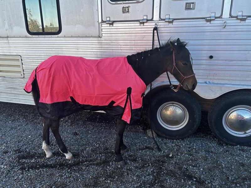 1st fit tryon 6 month and of quarter horse mare Driftin Pep Olena x RCH Red Streakin (Reds Olena Bar)