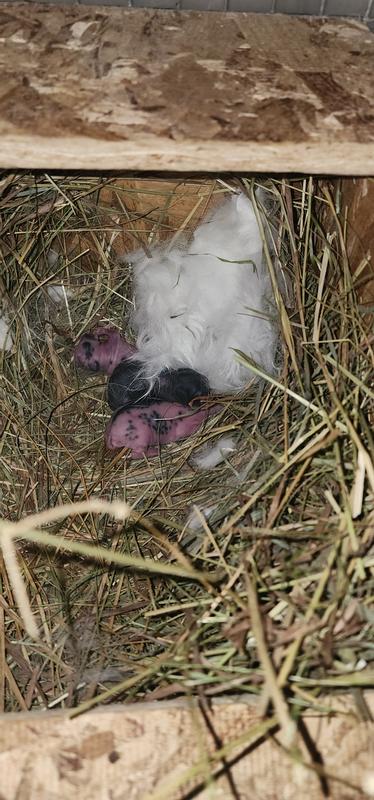 Nest box bottom base layer kept kits dry and warm.
