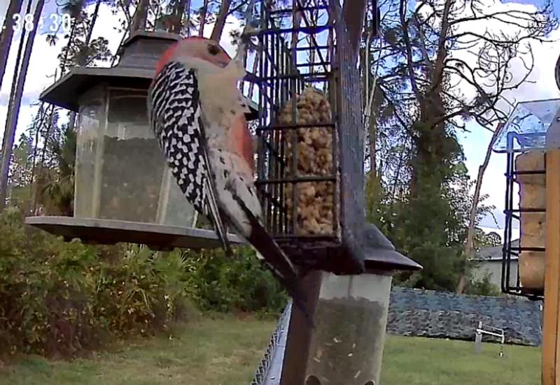 Red-Bellied Woodpecker