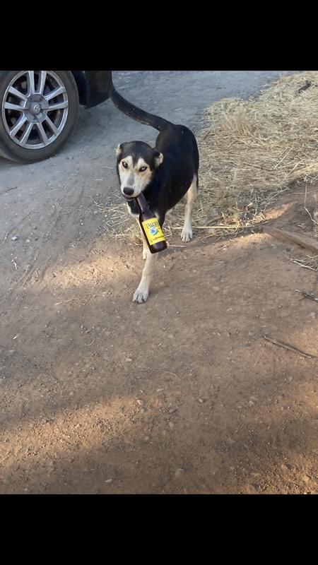 This stray dog walked across the border from Mexico, I named him Pepe