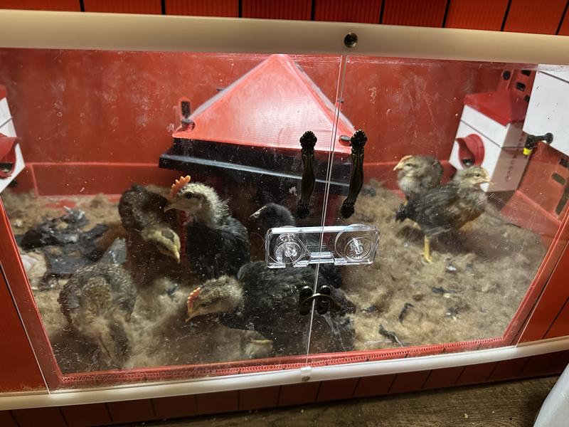 4-5 Week old brown leghorns. 8 chicks