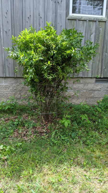 Holding my overgrown Flowering almond