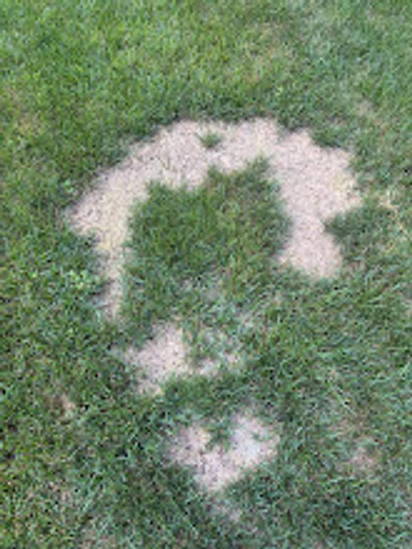 Lawn burn due to gearbox issues.