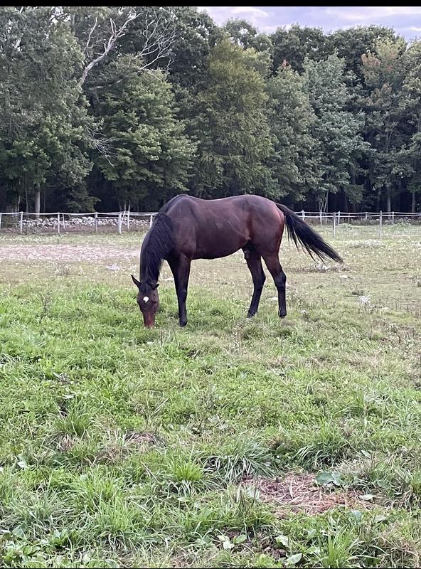 Photos taken after 90 days on Redcell and grain alone