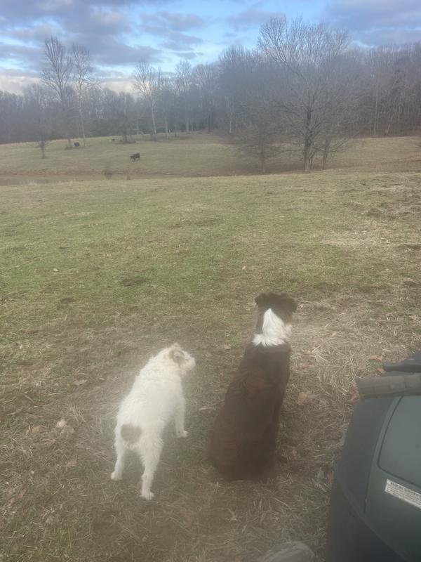 Cow Dogs on guard, old dog teaching new dog.