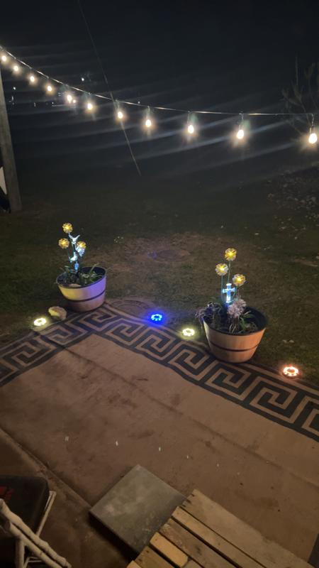 My flower pot Dandelions