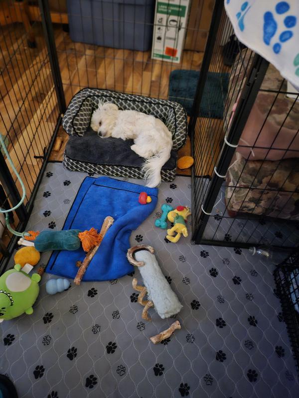 Able to fit his 22x13x16 inch crate & his 20x15 couch in here as well as food bowls & 35 toys, lol.