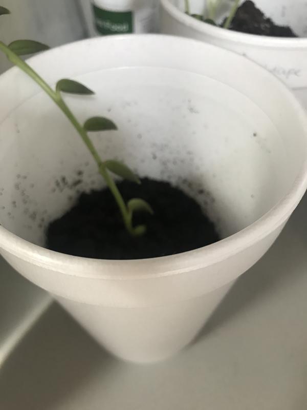 Starting succulent cuttings successfully with this soil