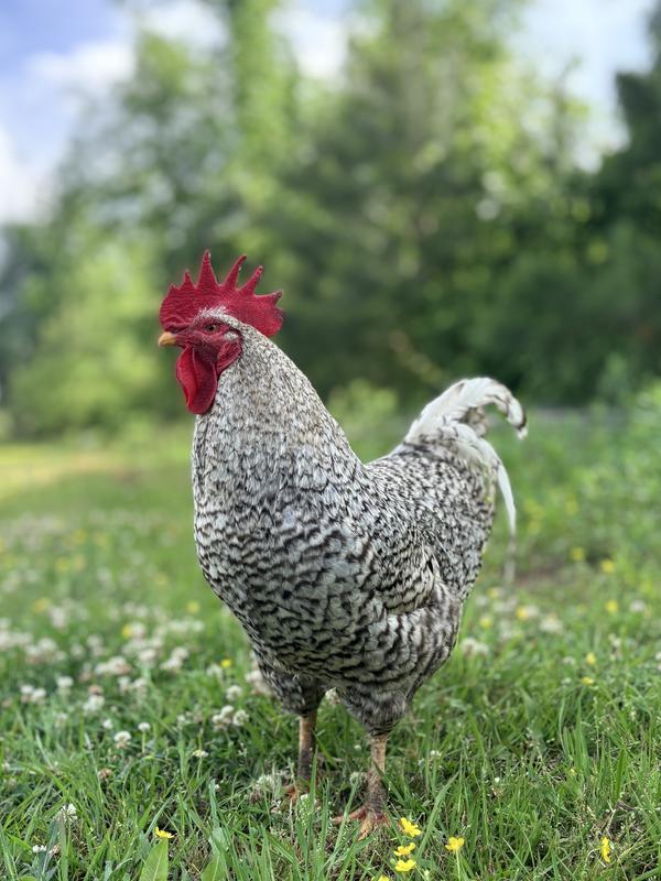 pepper