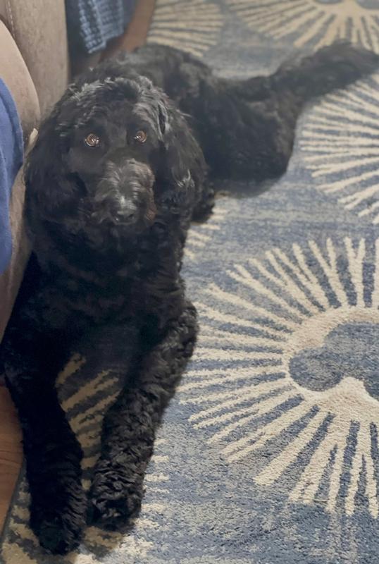 Big 70 pound plus black golden doodle!!