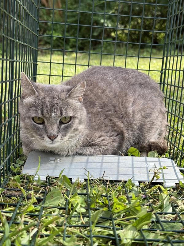 TNR