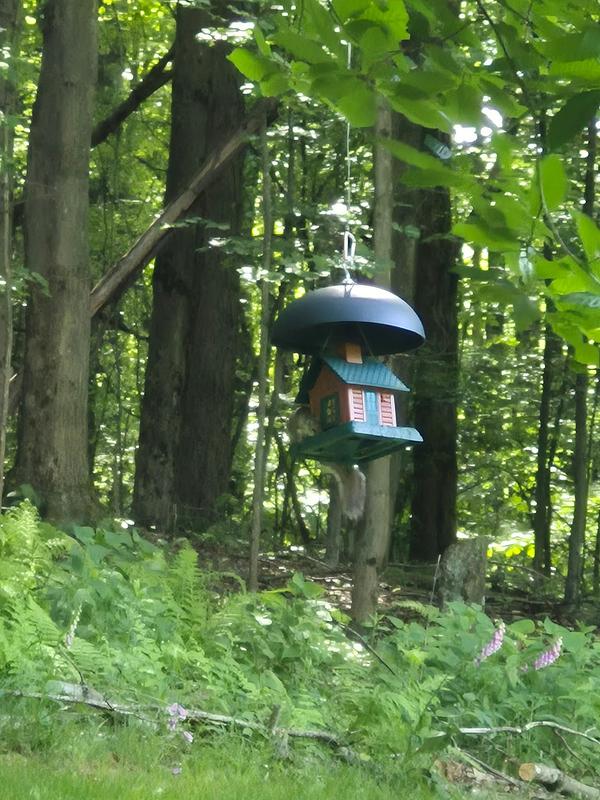 Raised it to see if they fall to ground or right onto feeder. Will update 🤣