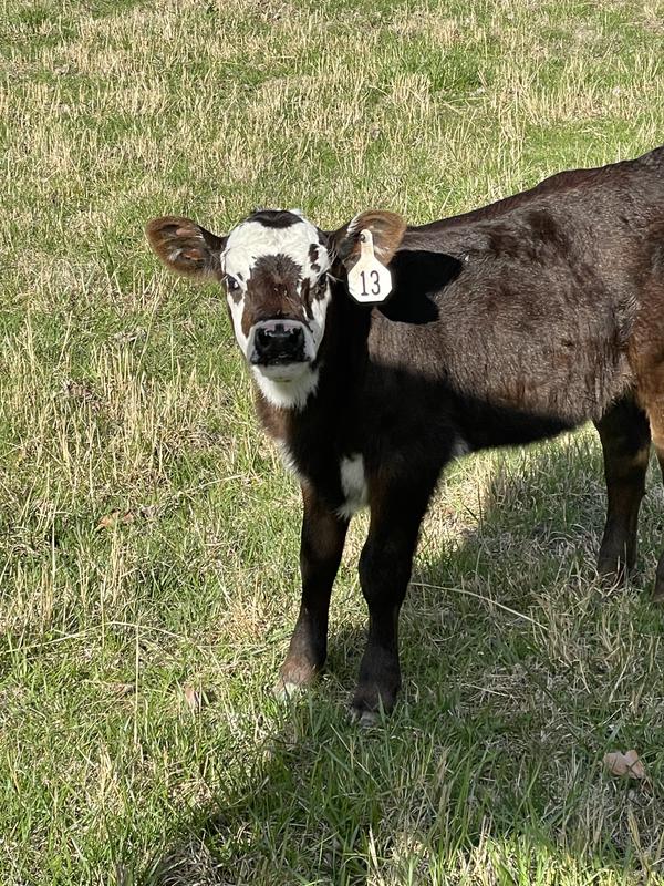 Fine steer