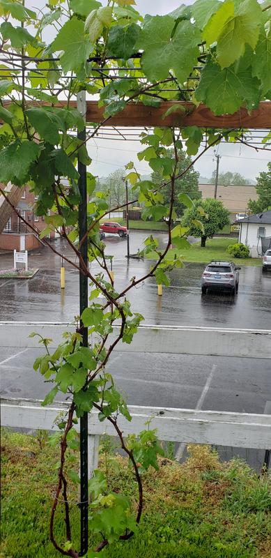 Time lapse from 2nd year leaf production start till now. Ripening up. Lots and lots of clusters.