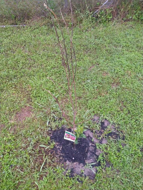 The Methley that is surviving. Don't know what to do about the dead top.