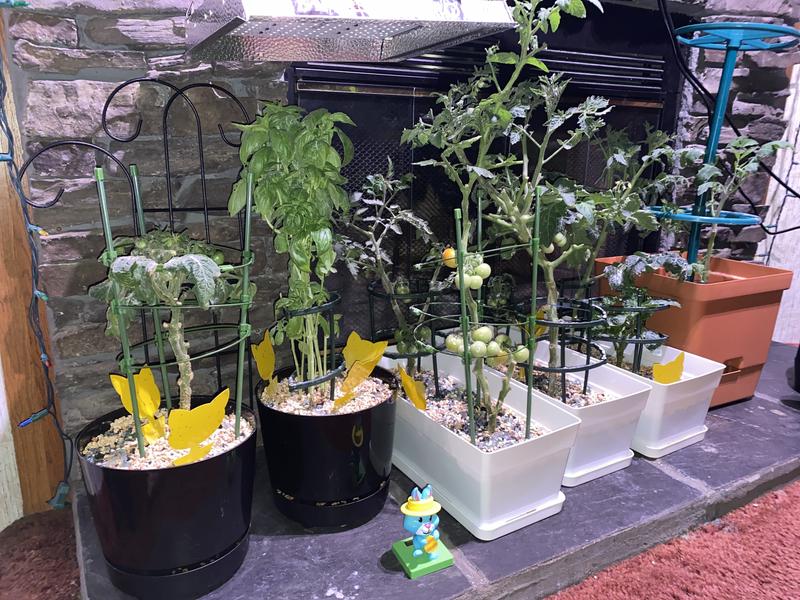 Potted plants treated with bits