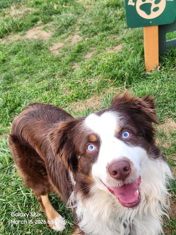 My good boy