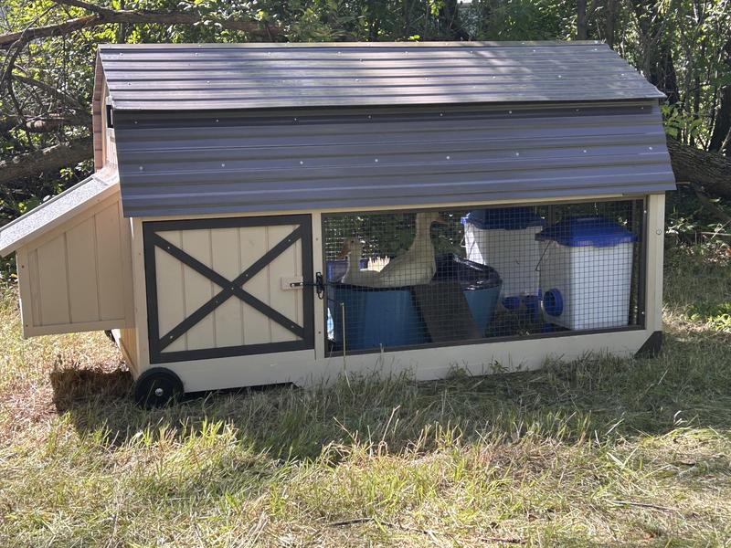Duck coop!