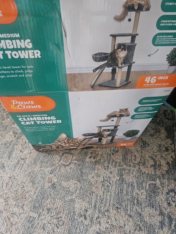 Tiny cheap for a kitten