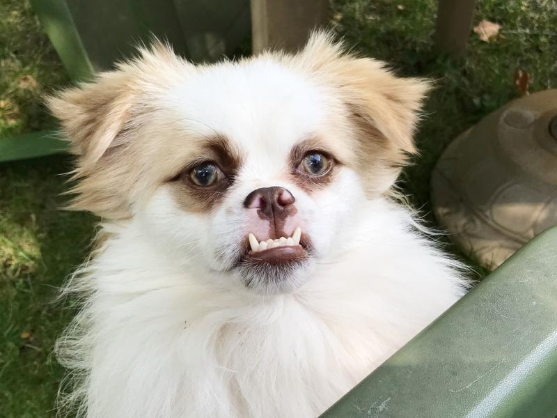 Gizmo waiting for another treat