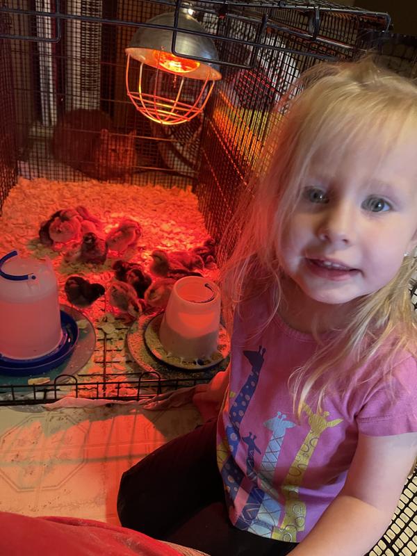 Blue Laced Gold Wyandotte babies