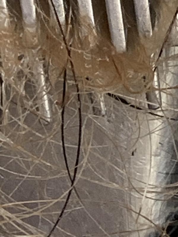 After the bugs are gone you still have to deal with the eggs that are left on the dogs hair they can still hatch.