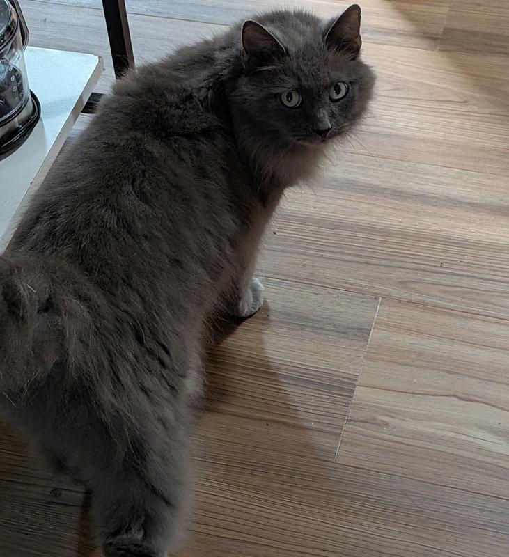 4 of my 5 (Stella Blu)  (Jackson)  (JoeJoe & Smokey) brothers